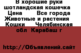 В хорошие руки шотландская кошечка › Цена ­ 7 - Все города Животные и растения » Кошки   . Челябинская обл.,Карабаш г.
